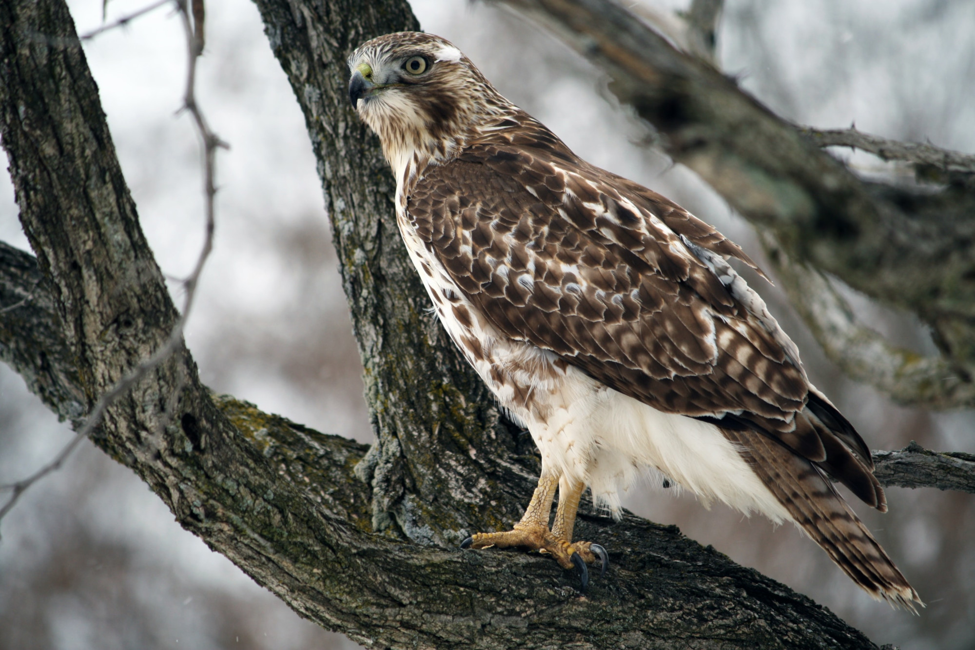 How to help wildlife