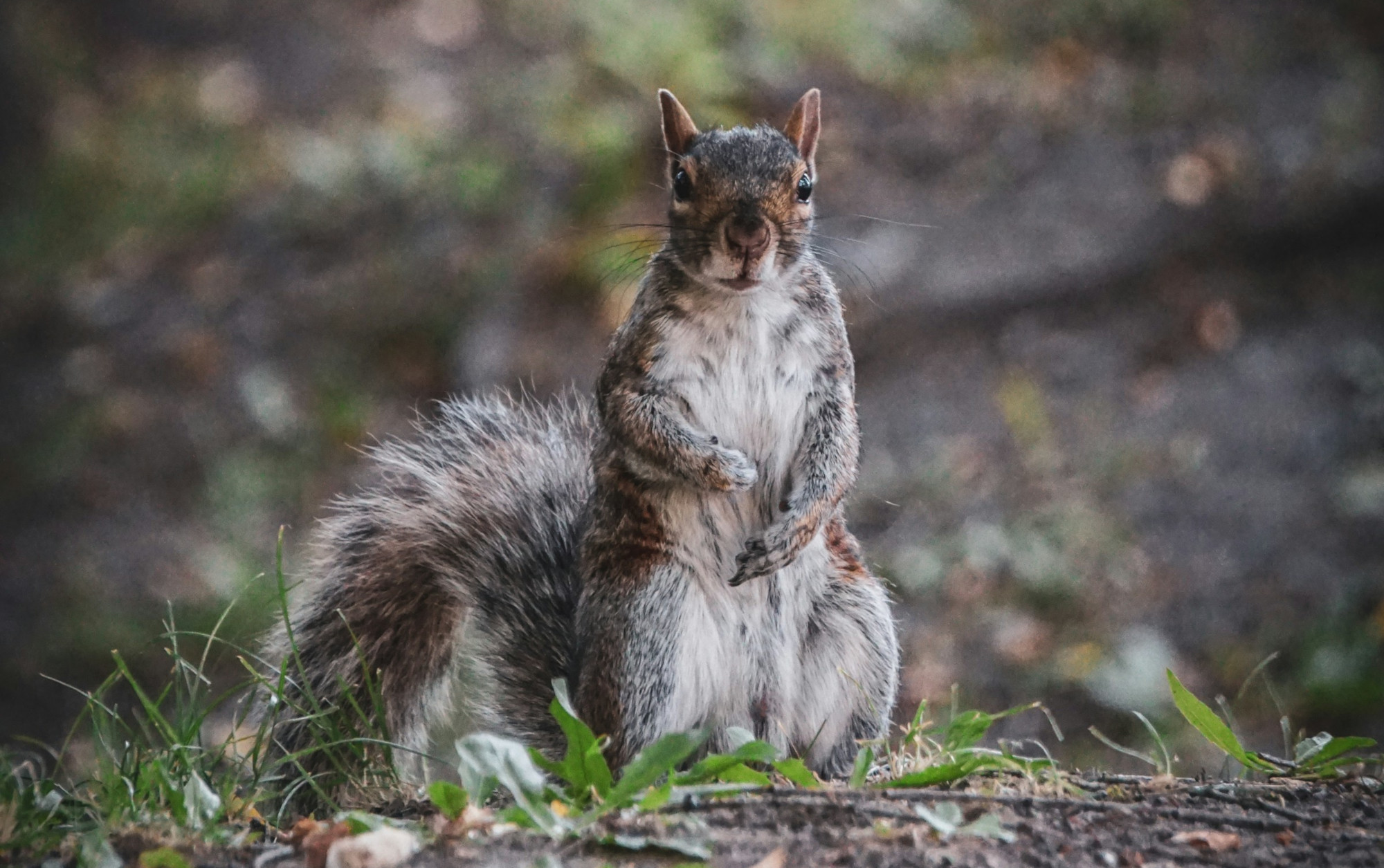 New Brunswick - Wildlife Centres